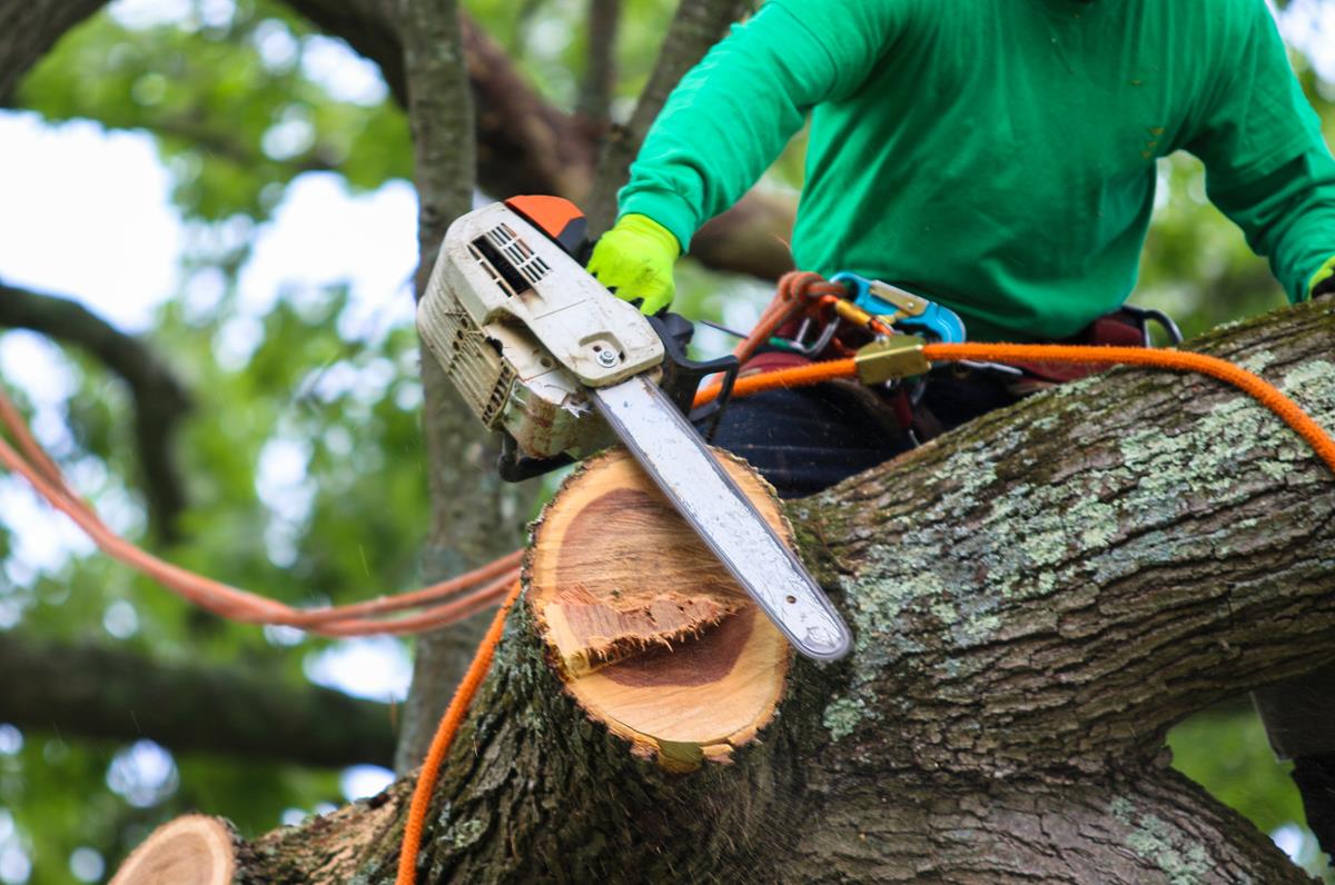 An image of Tree Services in Marysville, OH
