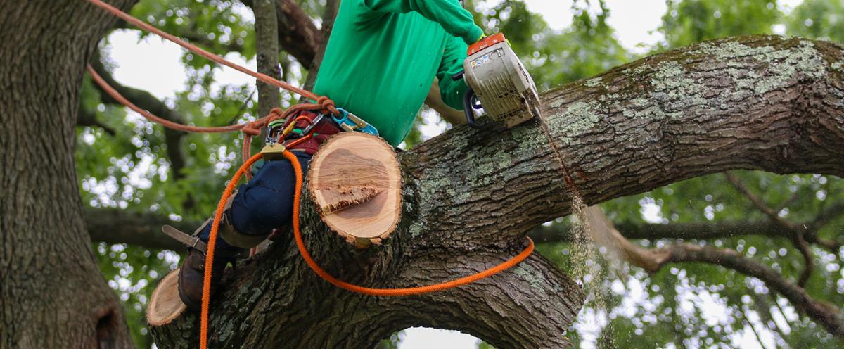An image of Tree Services in Marysville, OH
