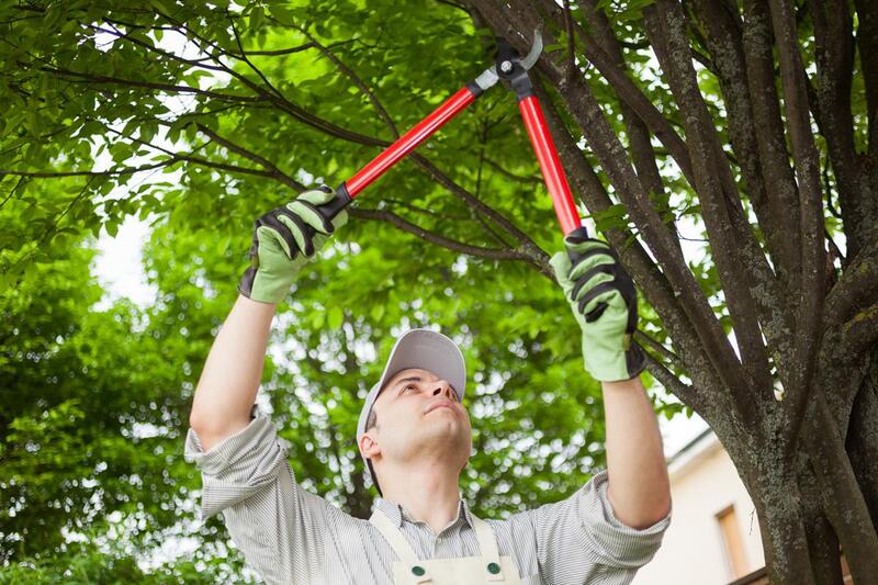 An image of Tree Pruning Services in Marysville, OH
